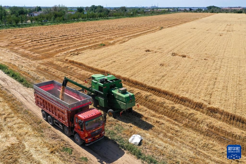?ытайды? Шы?жа?ында?ы Тяньшань тауыны? етег?нде бидай ору маусымы басталды