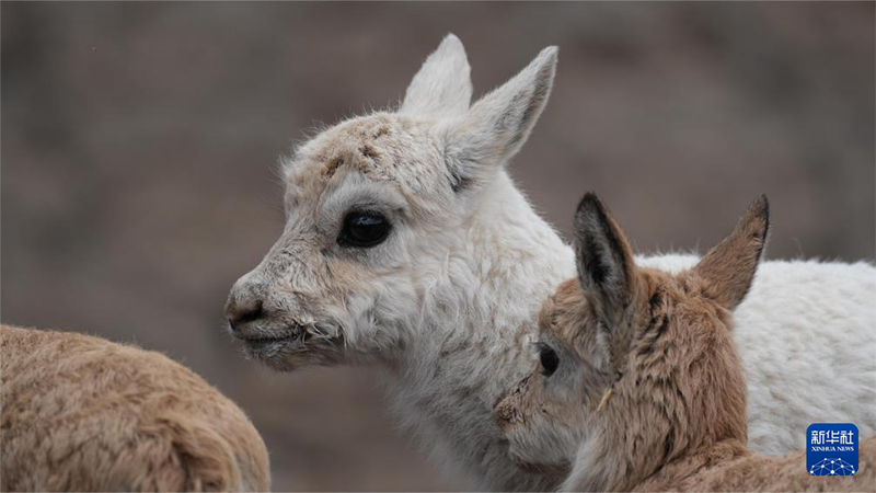 Сицзанда ал?аш?ы а? т?ст? Сицзан б?кен?н?? т?л? бай?алды