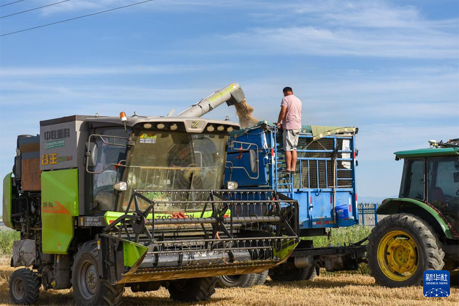 Хошут ауданы, Шы?жа?: т?зды-с?лт?л? жердег? бидайды? хош и?с?