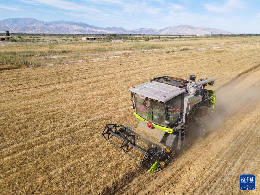 Хошут ауданы, Шы?жа?: т?зды-с?лт?л? жердег? бидайды? хош и?с?