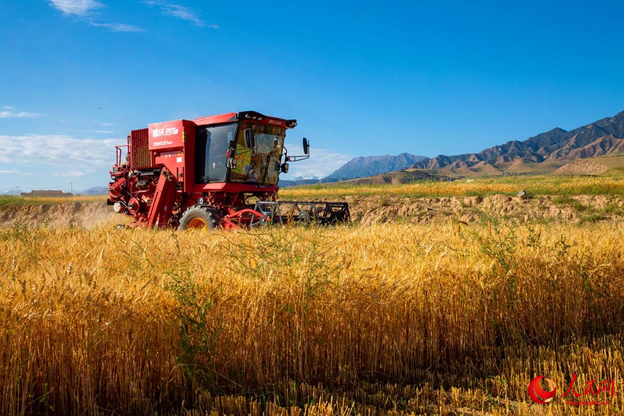 Чжанъе, Ганьсу: Цилянь тауыны? баурайында бидай жинау ?ар?ынды ж?р?п жатыр