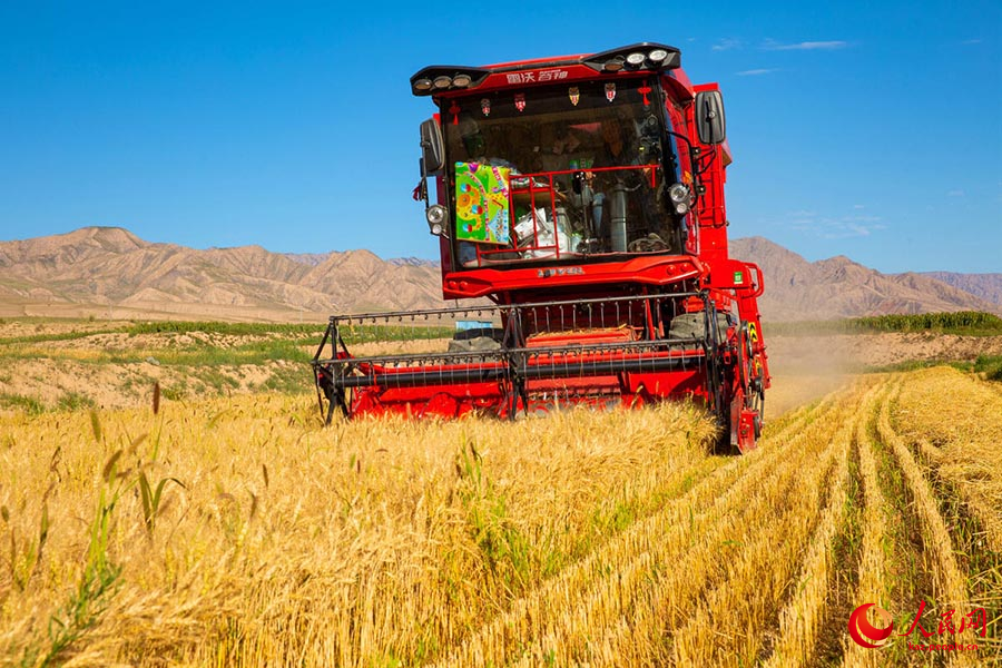 Чжанъе, Ганьсу: Цилянь тауыны? баурайында бидай жинау ?ар?ынды ж?р?п жатыр