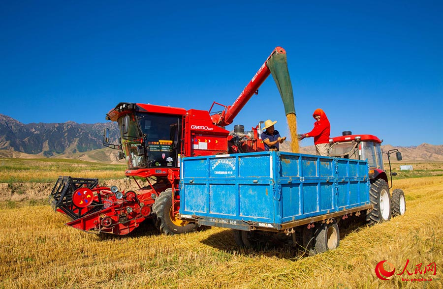Чжанъе, Ганьсу: Цилянь тауыны? баурайында бидай жинау ?ар?ынды ж?р?п жатыр