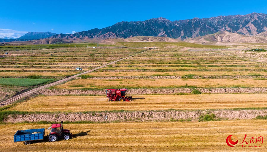Чжанъе, Ганьсу: Цилянь тауыны? баурайында бидай жинау ?ар?ынды ж?р?п жатыр