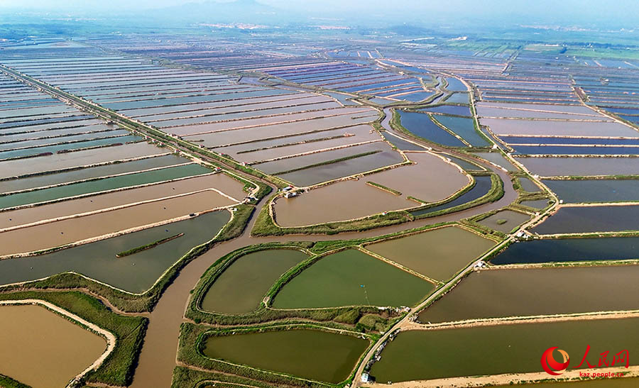 Цзимо, Шаньдун: ?Те??з фермасыны?? к?ркем к?р?н?с?