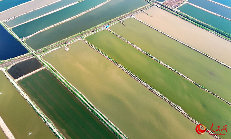 Цзимо, Шаньдун: ?Те??з фермасыны?? к?ркем к?р?н?с?