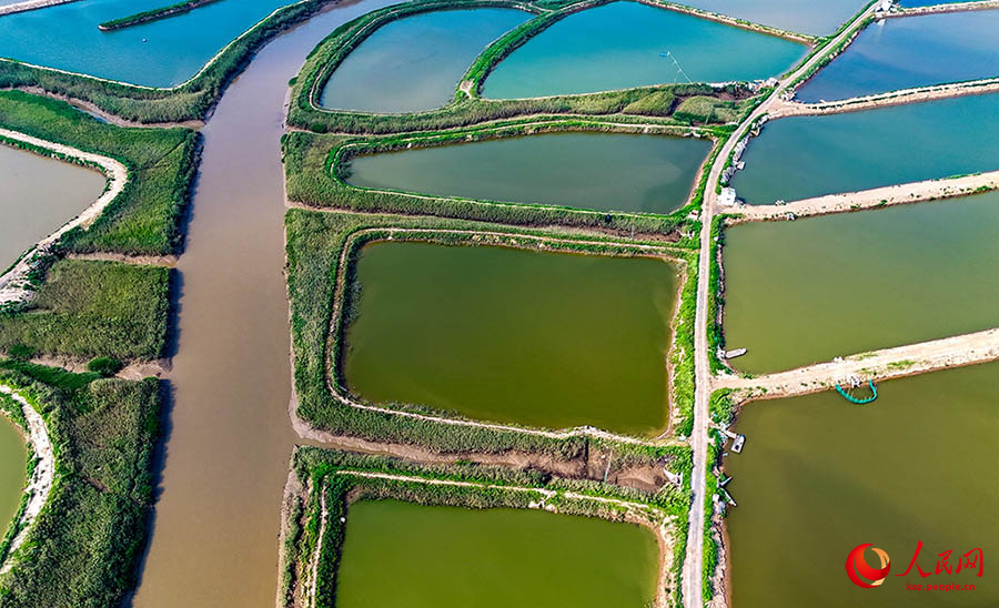 Цзимо, Шаньдун: ?Те??з фермасыны?? к?ркем к?р?н?с?