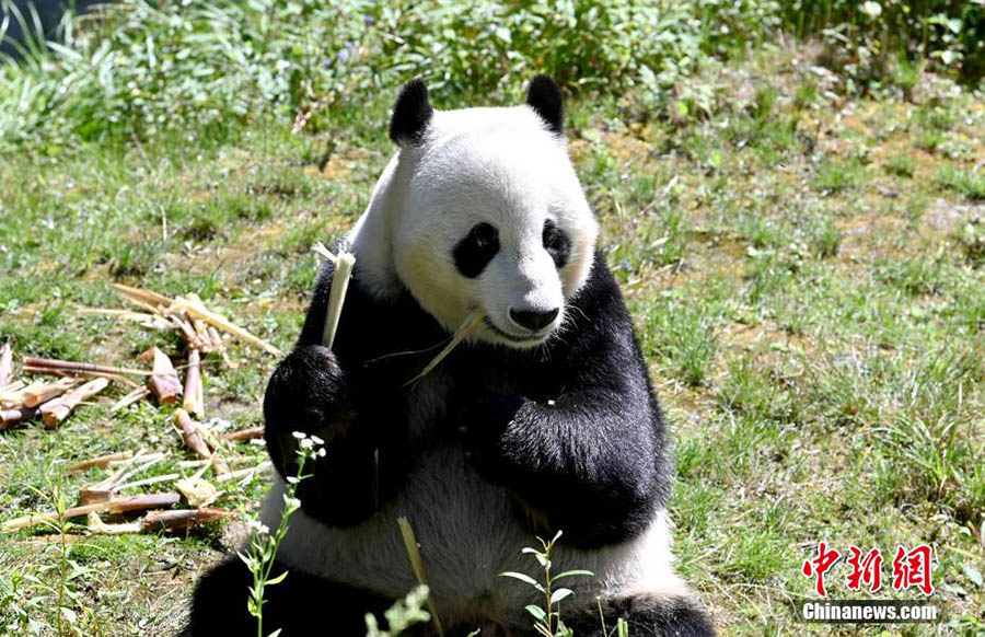 Шетелден орал?ан панда Цзючжайгоу экологиялы? айма?ында жайлы ?м?р с?р?п жатыр