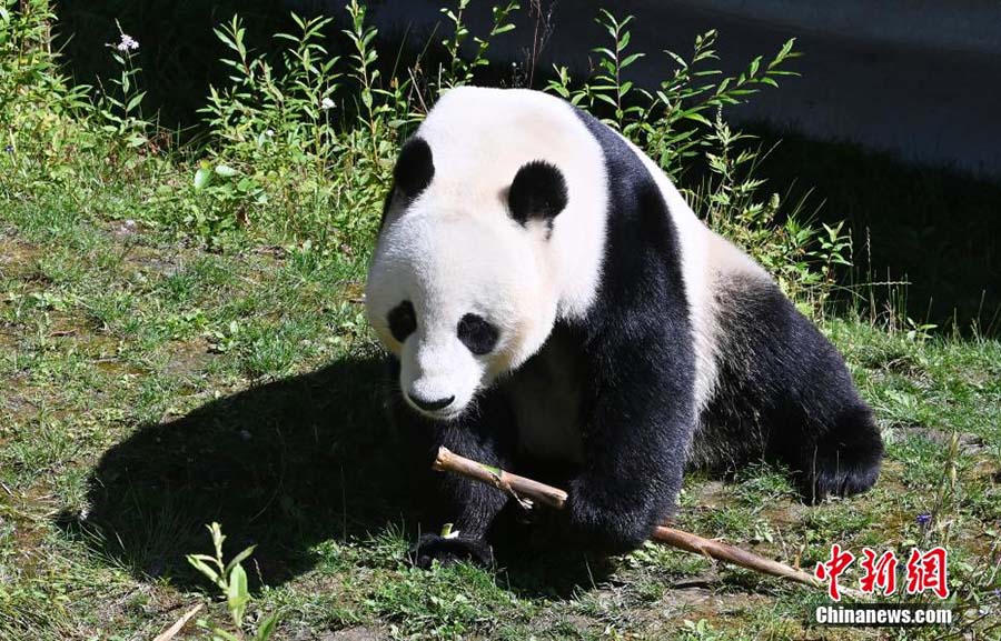 Шетелден орал?ан панда Цзючжайгоу экологиялы? айма?ында жайлы ?м?р с?р?п жатыр