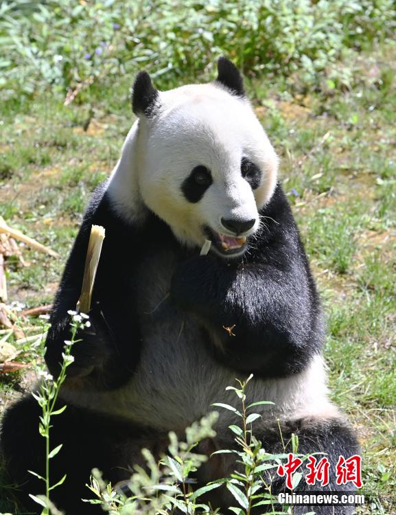 Шетелден орал?ан панда Цзючжайгоу экологиялы? айма?ында жайлы ?м?р с?р?п жатыр