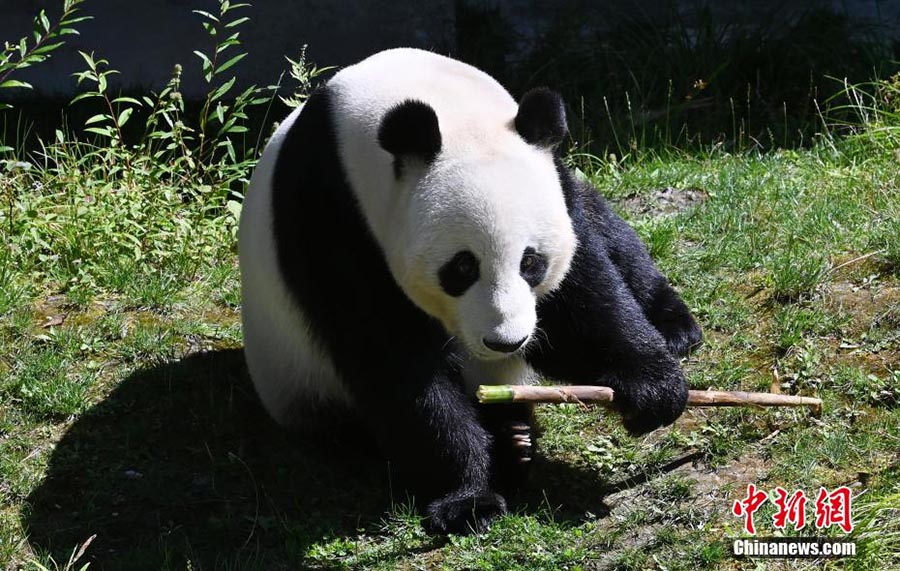 Шетелден орал?ан панда Цзючжайгоу экологиялы? айма?ында жайлы ?м?р с?р?п жатыр