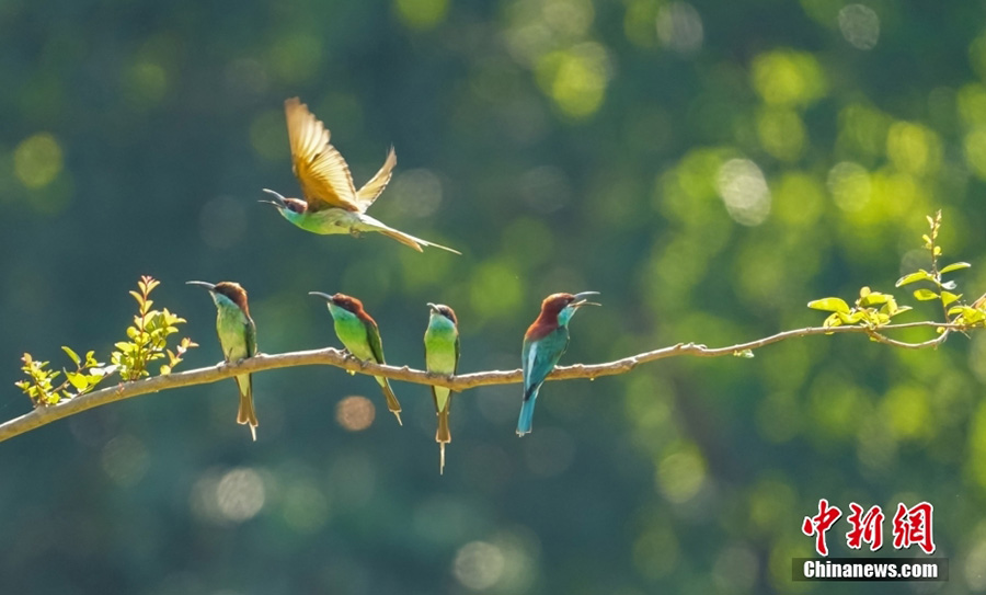 Хуанган, Хубэй: б?та?та сап т?зеген к?ктор?айлар