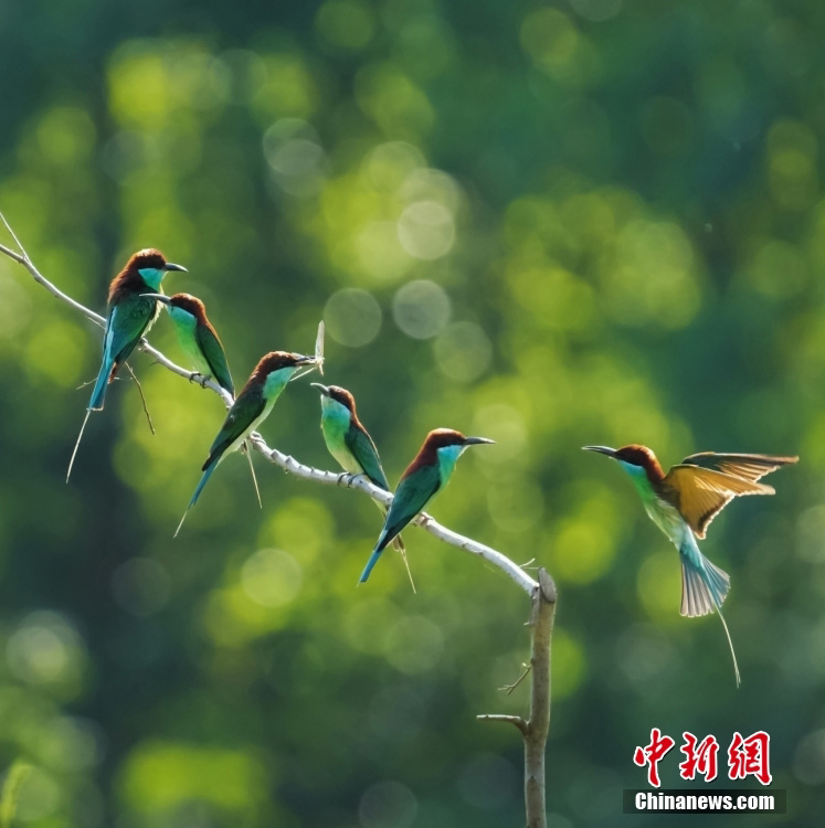 Хуанган, Хубэй: б?та?та сап т?зеген к?ктор?айлар