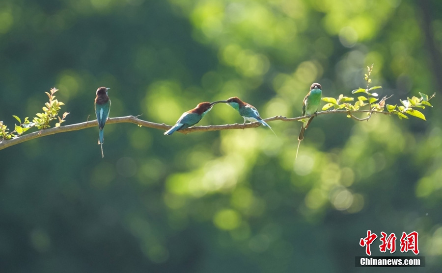 Хуанган, Хубэй: б?та?та сап т?зеген к?ктор?айлар