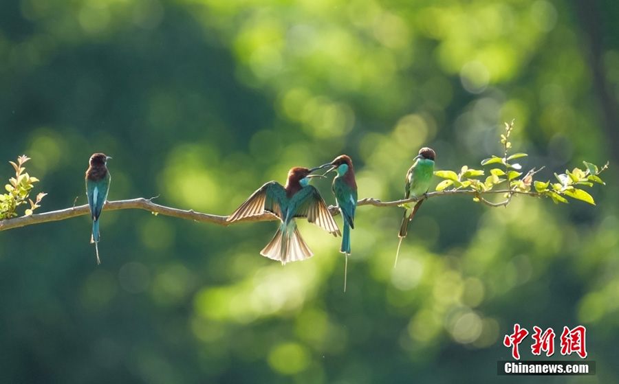 Хуанган, Хубэй: б?та?та сап т?зеген к?ктор?айлар