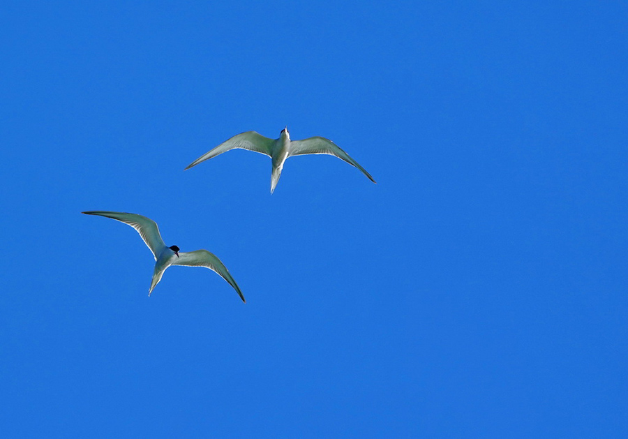 Сицзан: К?рк?не к?з тоймайтын Серлин к?л?