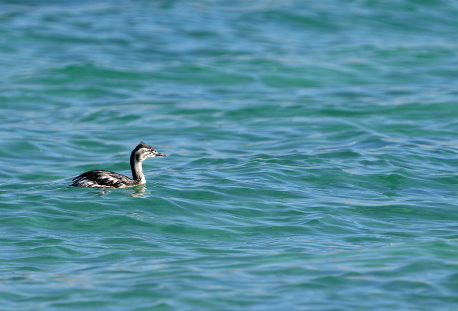 Сицзан: К?рк?не к?з тоймайтын Серлин к?л?