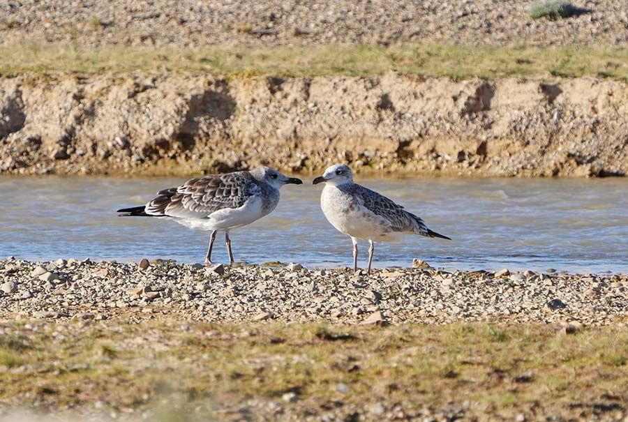 Сицзан: К?рк?не к?з тоймайтын Серлин к?л?