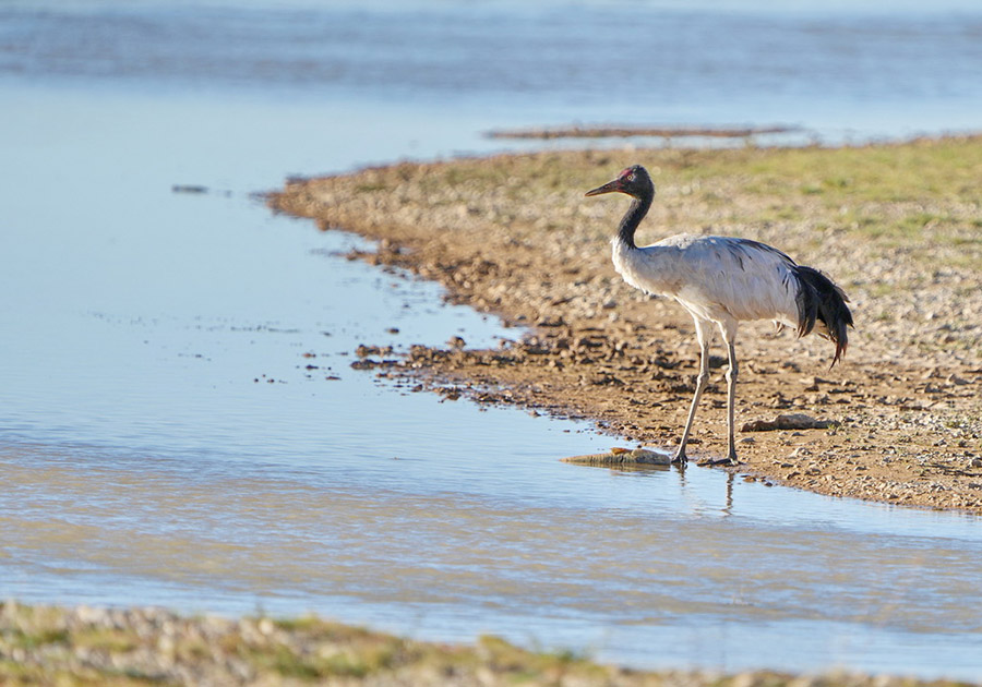 Сицзан: К?рк?не к?з тоймайтын Серлин к?л?