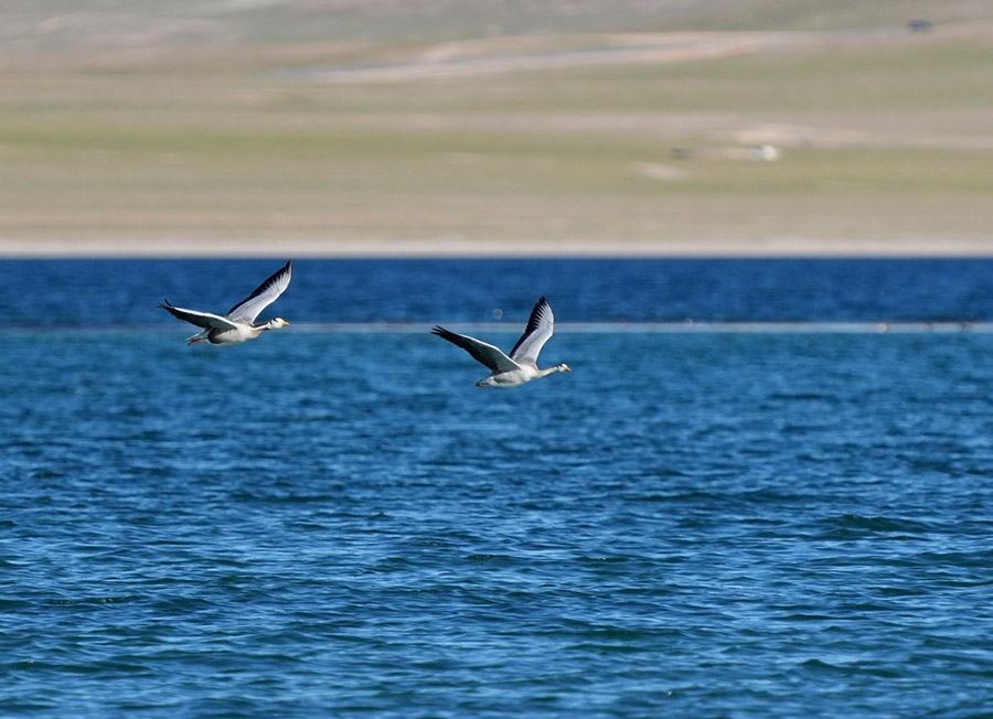 Сицзан: К?рк?не к?з тоймайтын Серлин к?л?