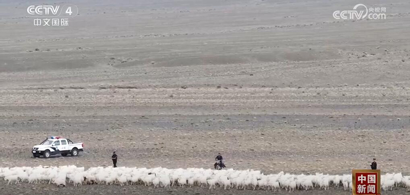 Полиция Шы?жа?ны? малшылы? аума?тарыны? к?зг? к?ш?не к?мектест?