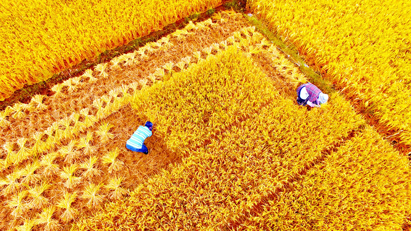 К?здег? алтын т?ст? к?р?ш ал?аптары