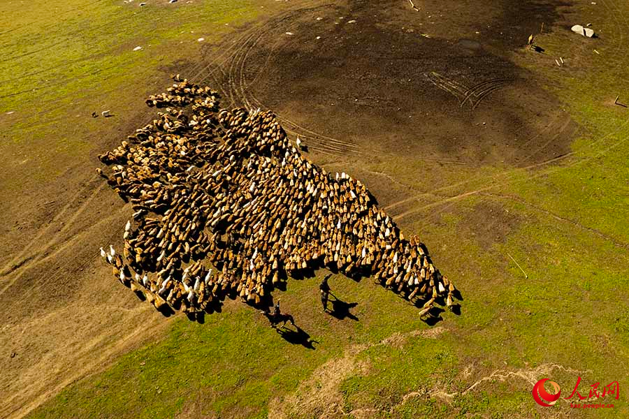 Буыршын, Шы?жа?: к?зг? к?шке к?мектескен полицейлер