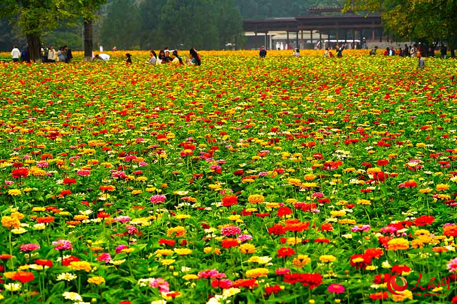 Бейж??: Олимпиадалы? орман саяба?ыны? к?зг? пейзажы туристерд? ?ызы?тырды