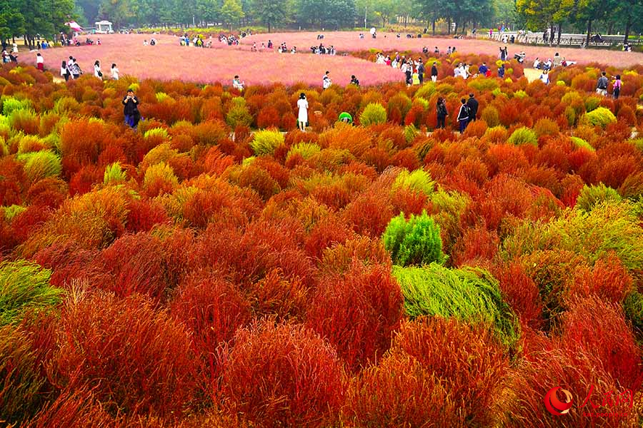Бейж??: Олимпиадалы? орман саяба?ыны? к?зг? пейзажы туристерд? ?ызы?тырды