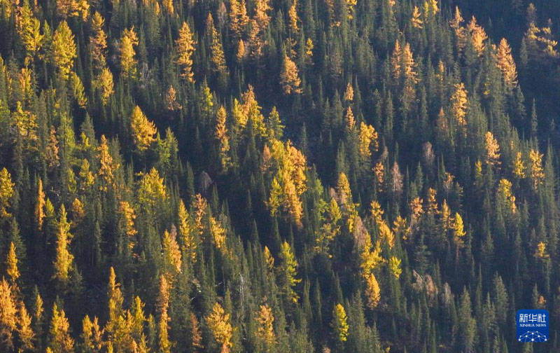 Шы?жа?да?ы сына? рет?нде ашыл?ан Алтай-?ом тасжолы ?майлы бояу д?л?з?не? ??сайды