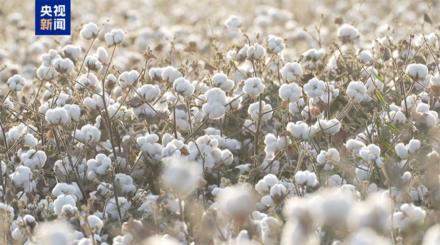 Шы?жа? ?аш?ар ма?тасы ег?н жинау кезе??не к?шт?