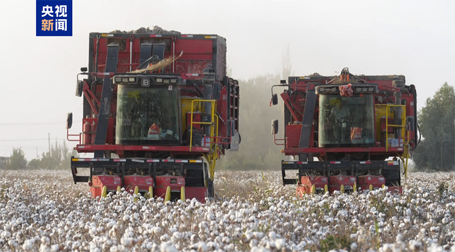 Шы?жа? ?аш?ар ма?тасы ег?н жинау кезе??не к?шт?