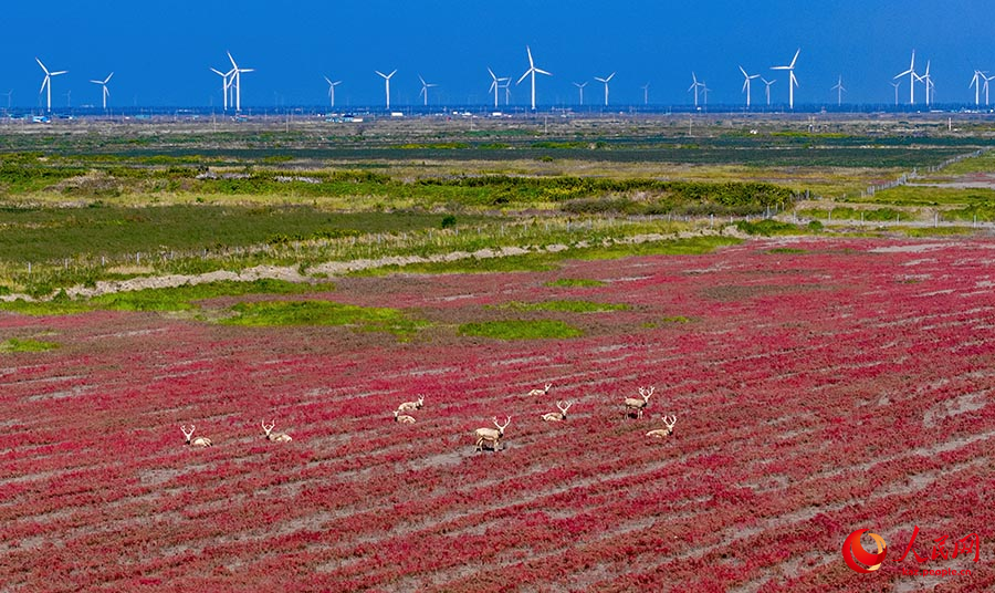 Дунтай, Цзянсу: алтын к?здег? сазды ал?апты? к?ркем келбет?