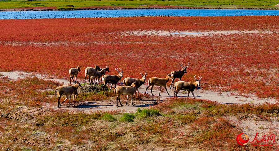 Дунтай, Цзянсу: алтын к?здег? сазды ал?апты? к?ркем келбет?