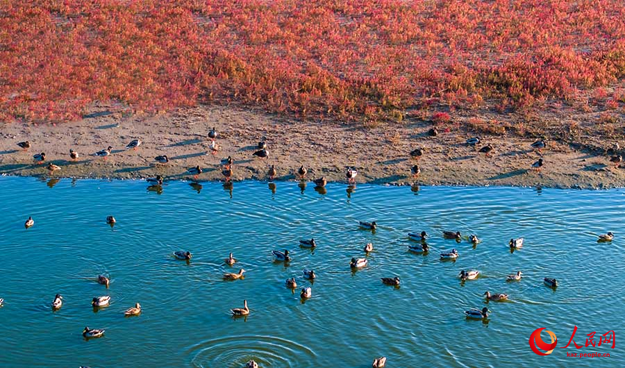 Дунтай, Цзянсу: алтын к?здег? сазды ал?апты? к?ркем келбет?