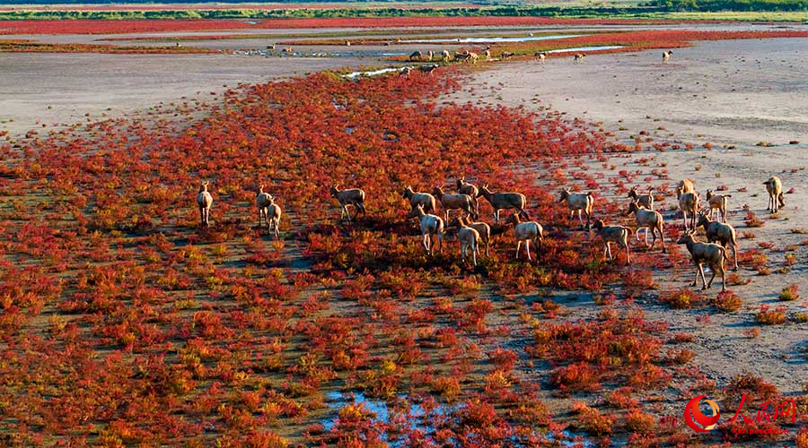Дунтай, Цзянсу: алтын к?здег? сазды ал?апты? к?ркем келбет?