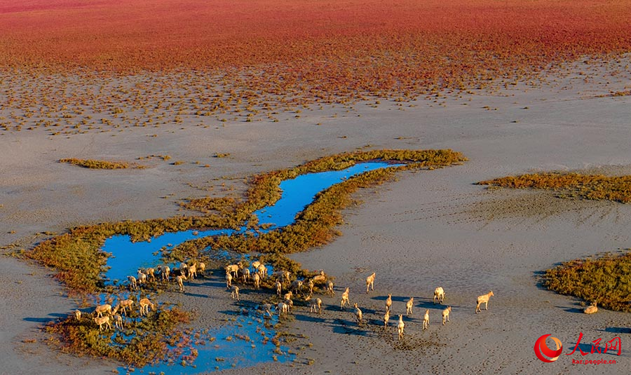 Дунтай, Цзянсу: алтын к?здег? сазды ал?апты? к?ркем келбет?