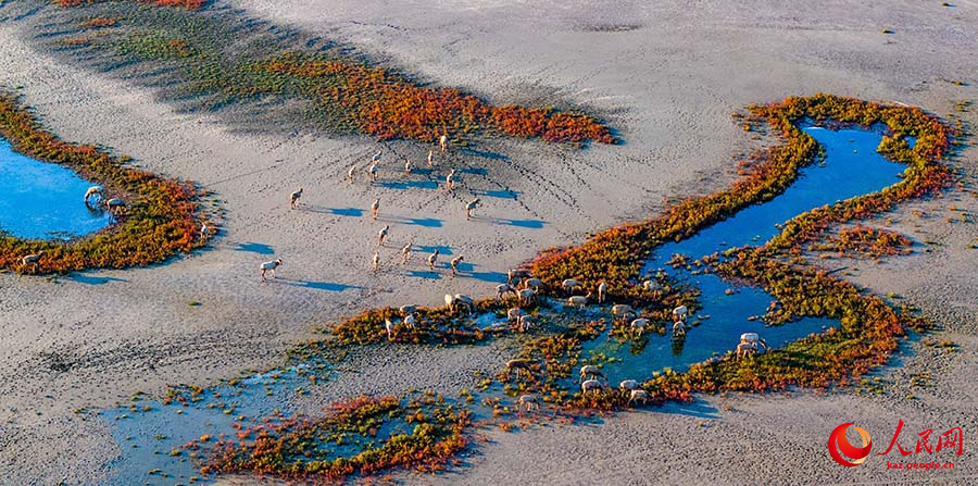 Дунтай, Цзянсу: алтын к?здег? сазды ал?апты? к?ркем келбет?