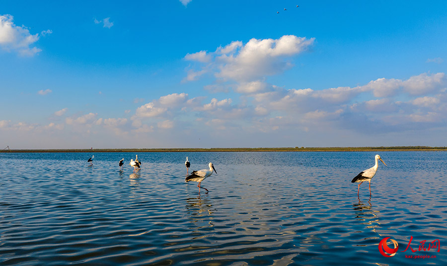 Дунтай, Цзянсу: алтын к?здег? сазды ал?апты? к?ркем келбет?
