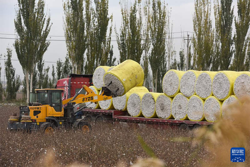 Шы?жа?да ?зын талшы?ты ма?таны теру маусымы басталды
