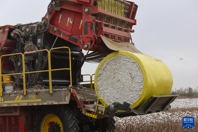 Шы?жа?да ?зын талшы?ты ма?таны теру маусымы басталды