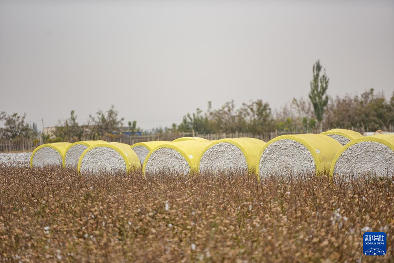 Шы?жа?да ?зын талшы?ты ма?таны теру маусымы басталды