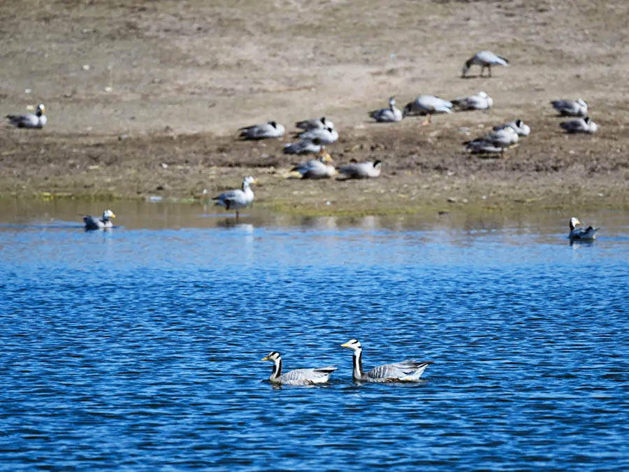 Цинхай к?л? жыл сайын толып келед?