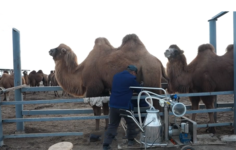 Дрондар т?йе ба?ып ж?р