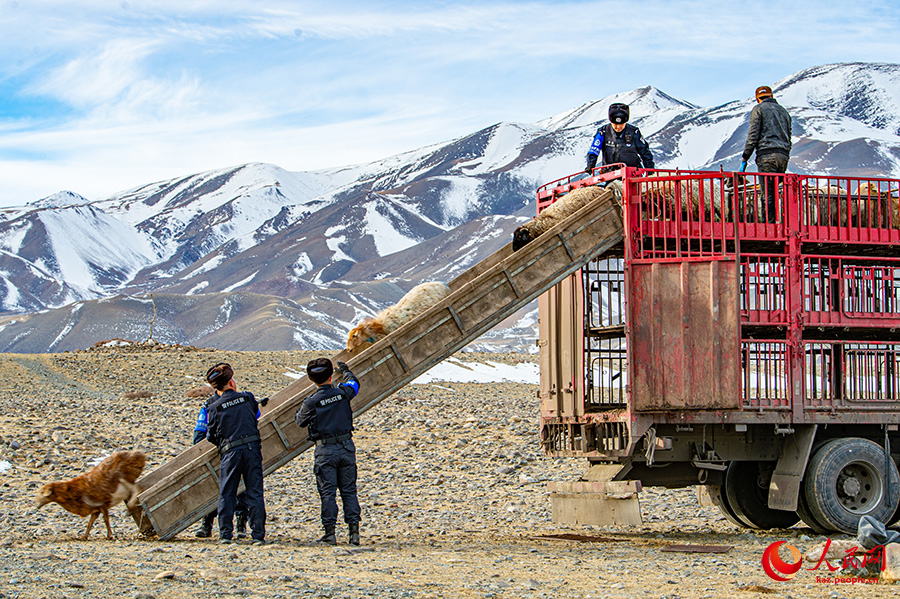 Б?ратала, Шы?жа?: ?ыстау?а к?шкен малшылар?а полицейлер ж?рдемдест?