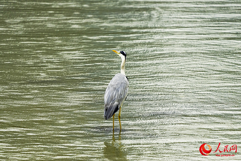 Шэньчжэнь шы?ана?ында?ы жыл ??старыны? жер?йы?ы Шэньчжэнь экологиясы мен урбанизациясыны? тамаша интеграциясын к?рсетед?