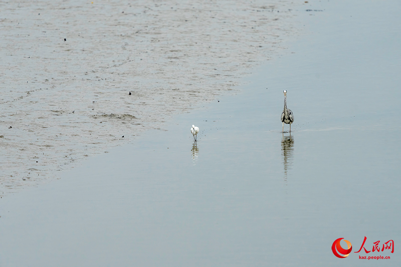 Шэньчжэнь шы?ана?ында?ы жыл ??старыны? жер?йы?ы Шэньчжэнь экологиясы мен урбанизациясыны? тамаша интеграциясын к?рсетед?