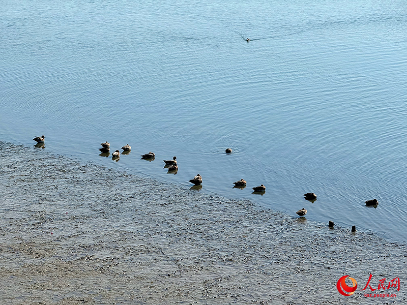 Шэньчжэнь шы?ана?ында?ы жыл ??старыны? жер?йы?ы Шэньчжэнь экологиясы мен урбанизациясыны? тамаша интеграциясын к?рсетед?