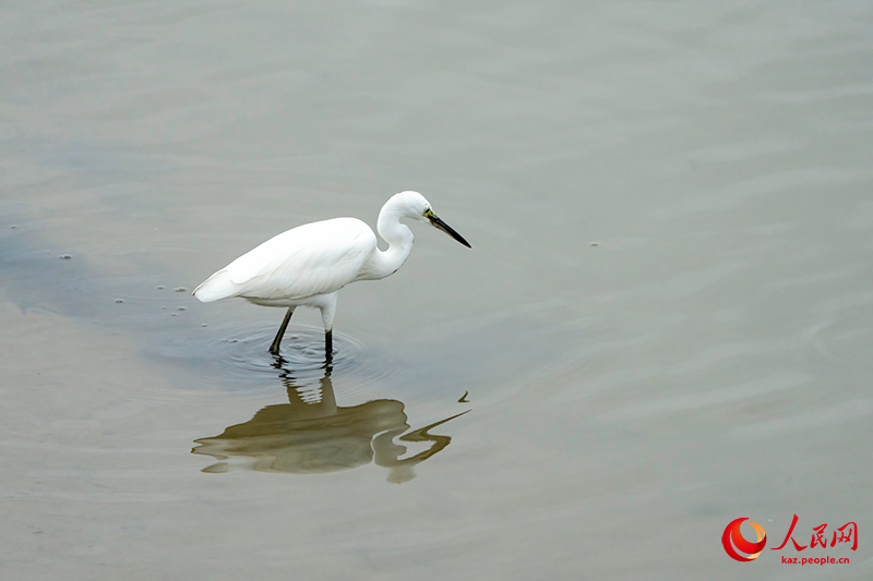 Шэньчжэнь шы?ана?ында?ы жыл ??старыны? жер?йы?ы Шэньчжэнь экологиясы мен урбанизациясыны? тамаша интеграциясын к?рсетед?