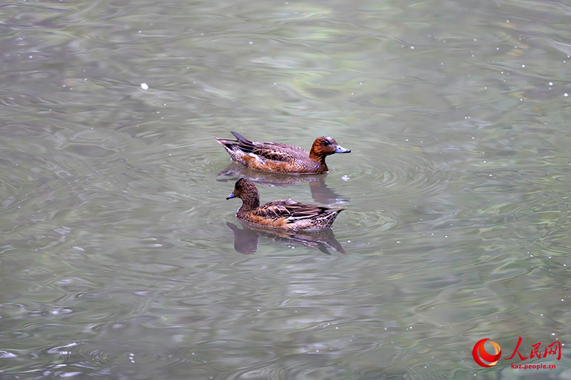 Шэньчжэнь шы?ана?ы: Шэньчжэнь экологиясы мен ?алалануыны? ку?с?